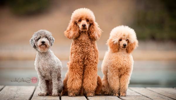 Все о собаке пудель описание фото