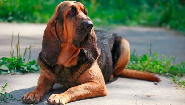 Бладхаунд собака описание породы бладхаунд фото