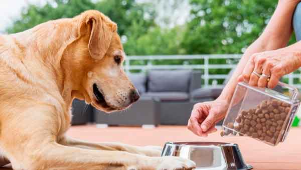 Как выбрать корм для собак и что учитывать при выборе корма для собаки